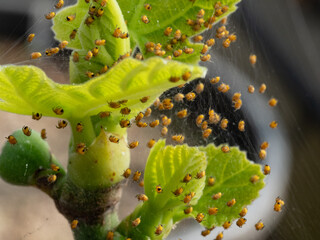 Real Camera Shot: Nest of European Garden Spiderlings, Araneus diadematus, in a Greenhouse (Non-AI)