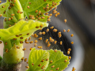 Real Camera Shot: Nest of European Garden Spiderlings, Araneus diadematus, in a Greenhouse (Non-AI)