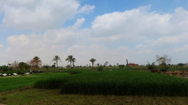 Green beautiful fields under the blue sky in Beni Sweif in Egypt