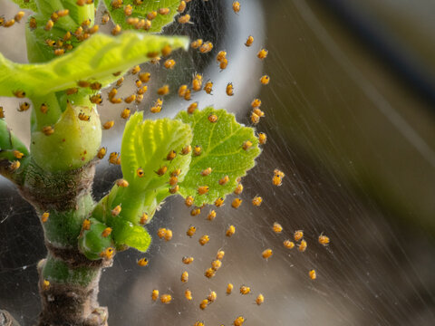 Real Camera Shot: Nest of European Garden Spiderlings, Araneus diadematus, in a Greenhouse (Non-AI)
