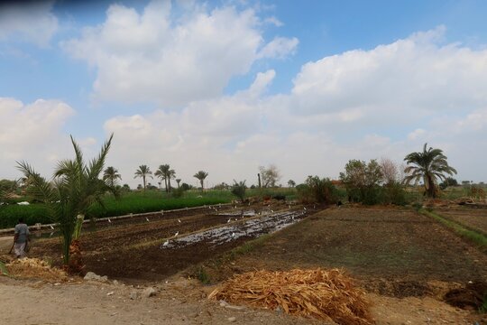 Green beautiful fields under the blue sky in Beni Sweif in Egypt