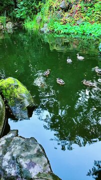 ducks swimming in a lake among trees in daylight during the warm season top view