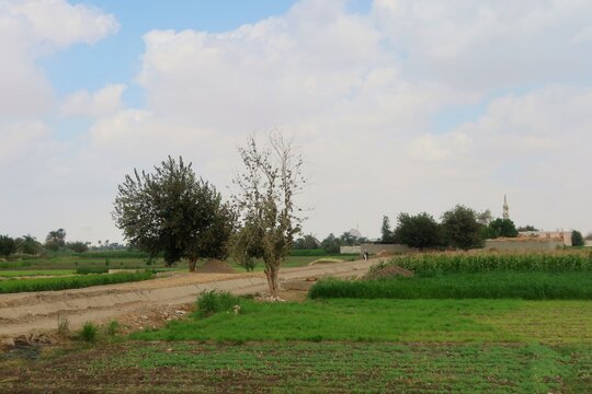 Green beautiful fields under the blue sky in Beni Sweif in Egypt