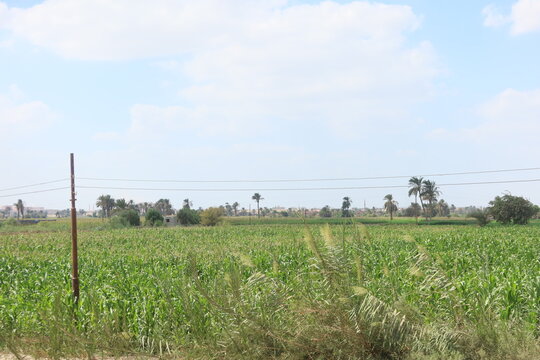 Green beautiful fields under the blue sky in Beni Sweif in Egypt