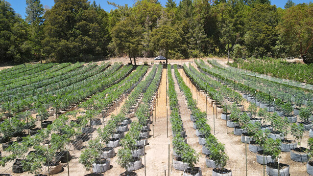 Aerial view of row upon row of vibrant green plants cultivated under the clear sky, contrasting with the darker forest backdrop, Garberville, California, United States.