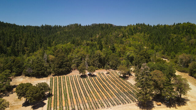 Aerial view of a cultivated field, its rows stretching neatly towards a backdrop of verdant forest under a clear sky, Garberville, California, United States.