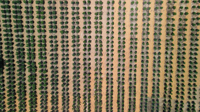 Aerial view of neat rows of vibrant green plants contrast starkly with the dry, golden earth in a patterned agricultural landscape, Garberville, California, United States.