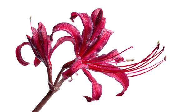Close-up of bright red nerine flower highlighting spider-like petals and vivid colors ideal for creative and decorative floral compositions isolated on transparent background PNG