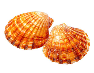 Obraz premium Two vibrant orange and white striped scallop shells isolated on a clean white background