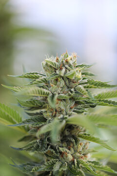 View of a cannabis bud with vibrant green leaves and glistening trichomes, a close-up shot capturing the plant's texture and color, Garberville, California, United States.
