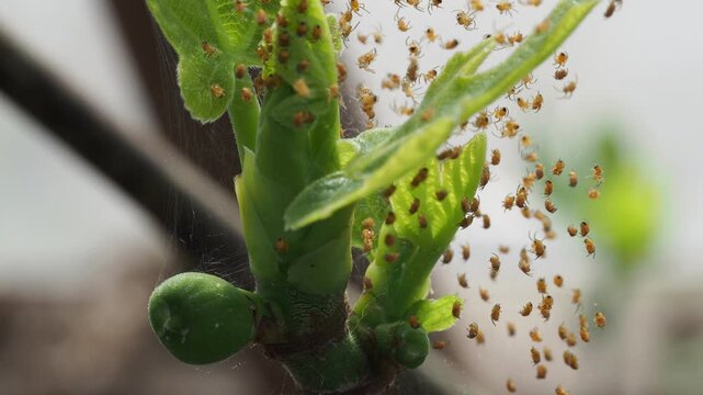 Real Video: Moving Nest of European Garden Spiderlings, Araneus diadematus, in a Greenhouse (Non-AI)