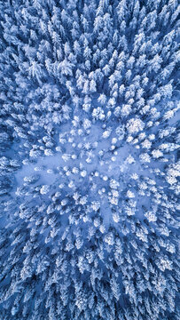 Aerial view of a dense forest blanketed in pristine snow, the trees appearing like frosted jewels under a cold winter sky, Kiruna, Norrbotten County, Sweden.