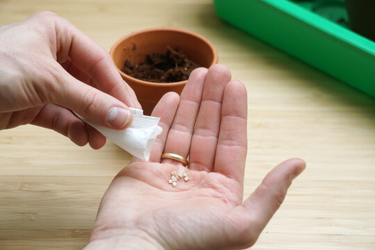 Planting aragula seeds in a small flower pot. 