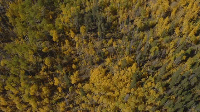 An aerial flyover near Vail, CO with fall colors of Aspen trees in the foothills