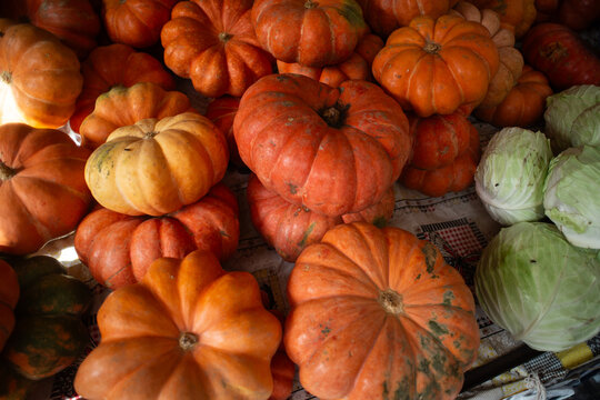 Pumpkins on display