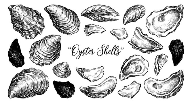 Collection of hand-drawn oyster shells and fragments in a vintage sketch style
