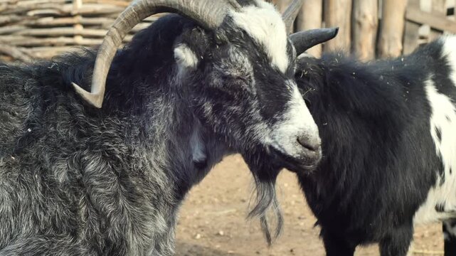 Two domestic goats clashing and fighting with their horns on a rural farm. Animal competition, dominance behavior, natural instinct and dynamic countryside livestock scene. 
