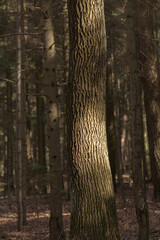 Pień drzewa w lesie w ciepłym świetle, tekstura kory i naturalny klimat leśny, spokojna scena wśród drzew. © Henryk Guziak