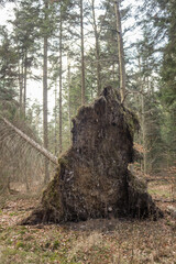 Wiatrołom w lesie, wyrwany z korzeniami pień po wichurze, zniszczenia po burzy i siła natury wśród drzew. © Henryk Guziak