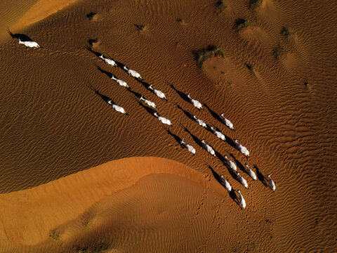 Aerial view of a herd of Arabian Oryx traversing the undulating, sun-kissed dunes, their white coats stark against the ochre landscape, Dubai, Dubai, United Arab Emirates.