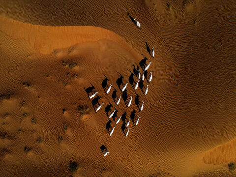 Aerial view of a herd of Arabian Oryx casting long shadows on the undulating golden dunes of the Al Qudra desert, Dubai, Dubai, United Arab Emirates.