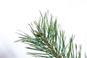 Detailaufnahme eines Seidenkiefer-Zweigs, filigrane Struktur der Kiefernnadeln. © Tina Rabus