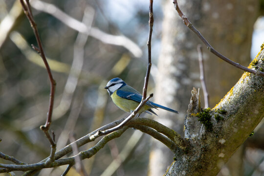 Blaumeise auf einem Zweig eines Walnussbaums, typischer heimischer Singvogel in nat&uuml;rlicher Umgebung.