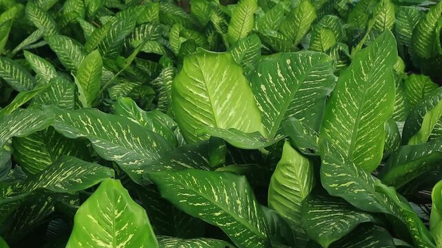 Close-up view of lush tropical leaves with vibrant green color and distinctive vein patterns