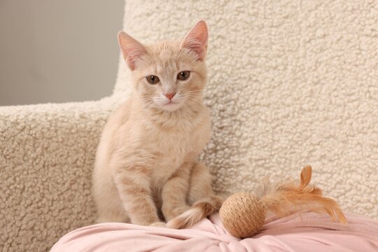 Adorable ginger cat with toy in armchair indoors
