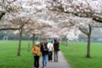 Obraz premium People walking under blossoming cherry trees