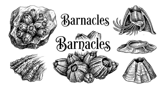Detailed scientific illustrations of various barnacle species and their anatomy