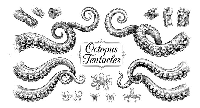 Detailed ink sketch of various octopus tentacles and suction cups on a white background