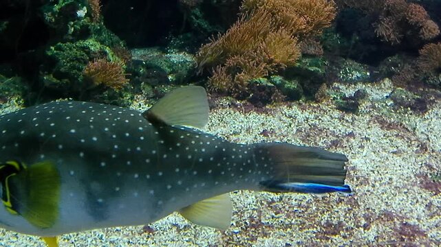 Poisonous White spotted Puffer, latin name Arothron hispidus, majestically swims in large marine aquarium among coral plants. Other fishes, such as Blue Tang, latin name Paracanthurus hepatus visible