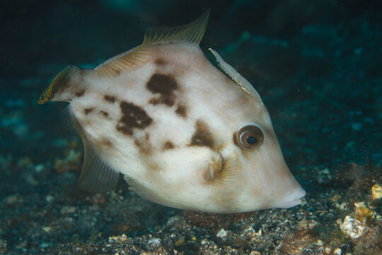 A roosterfish searches for food in the sand at night.