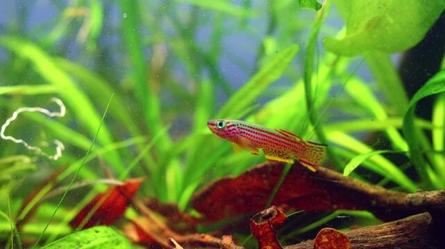 Aphyosemion striatum adult dominant male, ornamental African killifish in planted biotope style aquascape, blackwater ecosystem, brown tannin rich acidic water, swordpant aquatic plant, mental relax