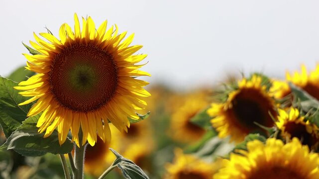 Vibrant yellow sunflower blooming and swaying gently in light summer breeze