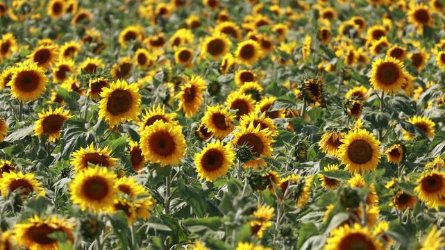 Handheld pan across dense blooming yellow sunflower field in summer