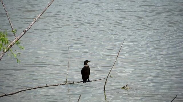 ave al frente de un rio