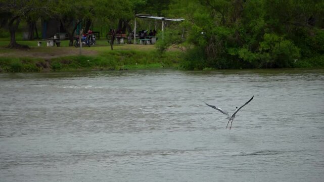 ave sobrevuela el rio y se posa