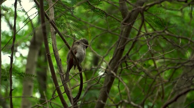 p&aacute;jaro, ave, en &aacute;rbol