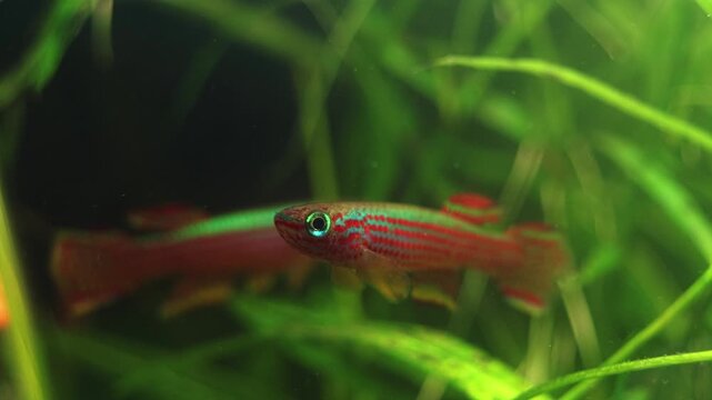 Aphyosemion striatum male fight, adult ornamental African killifish in planted biotope style aquascape, blackwater ecosystem, tannin rich brown acidic water, Echinodorus tenellus aquatic plant