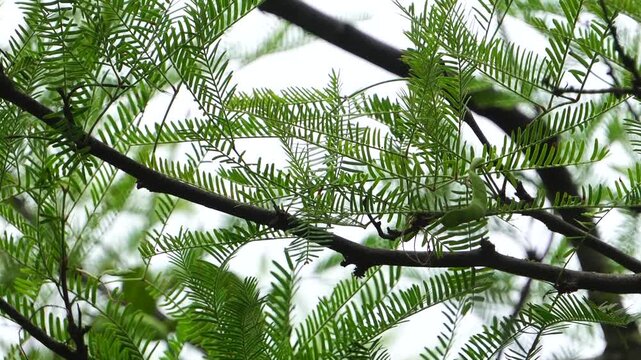 Hojas de copa de un arbol algarrobo