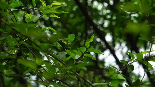 Hojas de copa de un &aacute;rbol