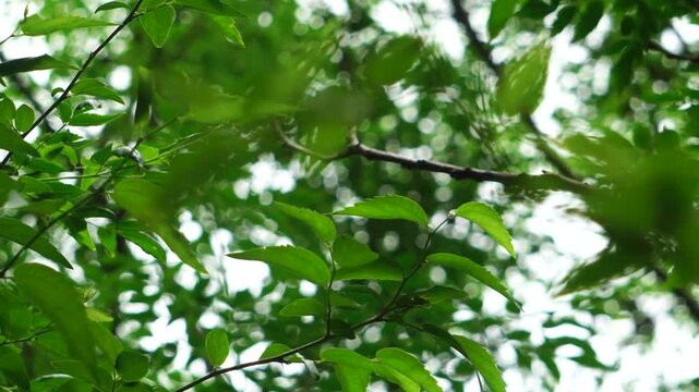 Hojas de copa de un arbol