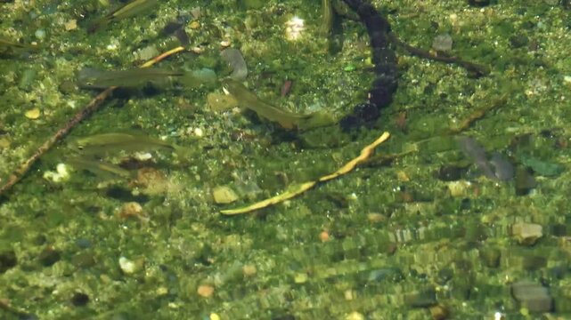 peces en fondo del rio
