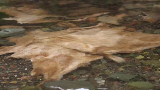 Pieles de vacas limpi&aacute;ndose para cuero en un rio de comunidad originaria de los andes