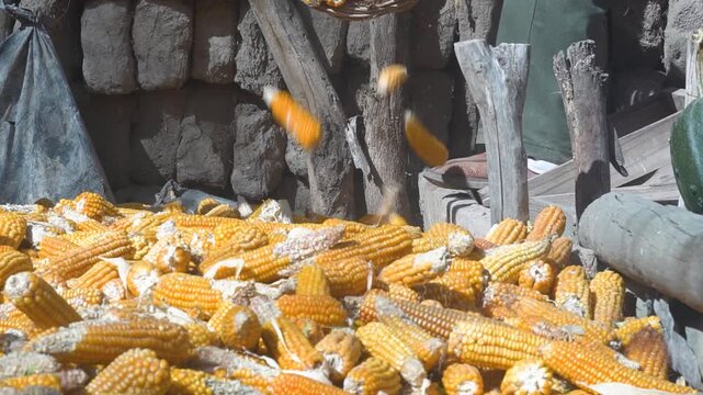 choclos ma&iacute;z mazorca