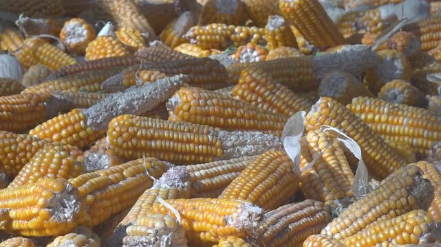 choclos ma&iacute;z mazorca