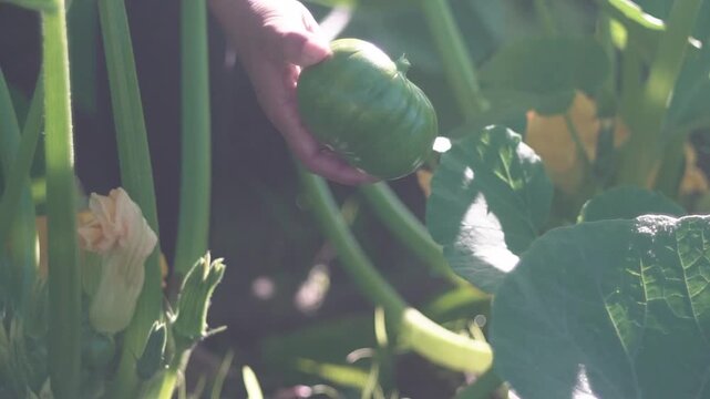 calabaza en su planta en el campo