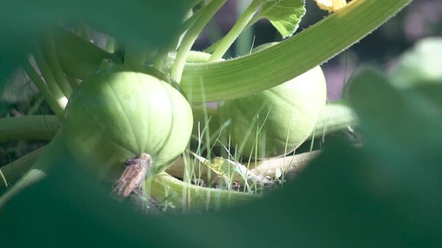 calabaza en su planta en el campo